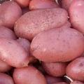 Продажа позднеспелого алтайского картофеля, моркови и свеклы на долгое хранение
