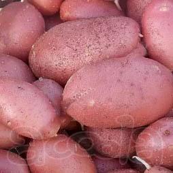 Продажа позднеспелого алтайского картофеля, моркови и свеклы на долгое хранение